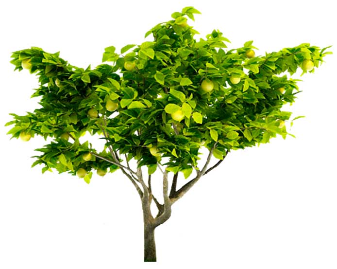 árbol de limón